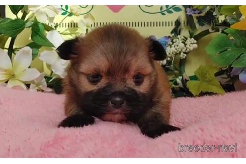 成約済の栃木県のミックス犬-204297の1枚目